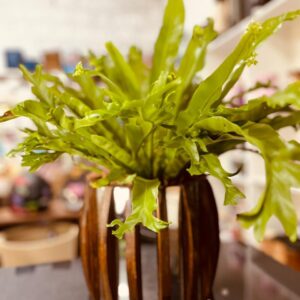 Asplenium em vaso