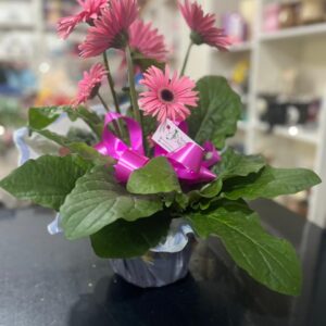 Gérbera decorada