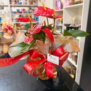 Antúrio Decorado