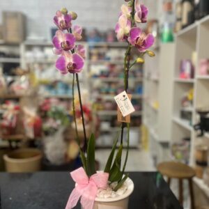 Orquídea